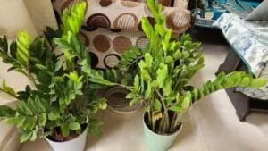 ZZ in high quality quality pots