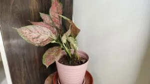 Aglaonema indoor