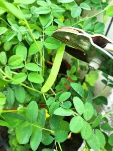 Aparajita seed pod pruning