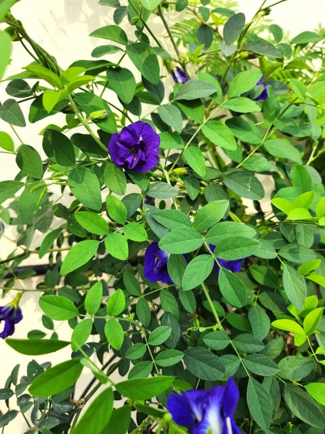 Aparajita is healthy, but it’s not flowering? 5 Tips To Boost Flowering