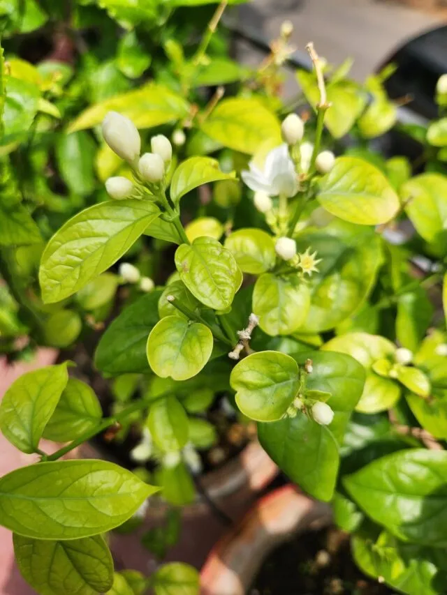 Jasmine Plant Has Buds But No Flowers: Tips To Boost Flowering