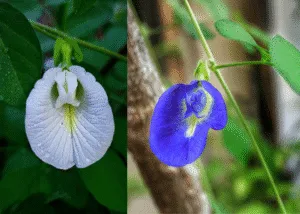 Aparajiat nor flowering